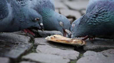 Mobiler Taubencontainer in Darmstadt: Was steckt dahinter?
