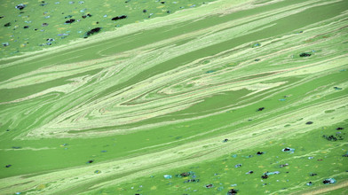 Blaualgen Warnungen für mehrere Badeseen