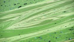 Blaualgen Warnungen für mehrere Badeseen