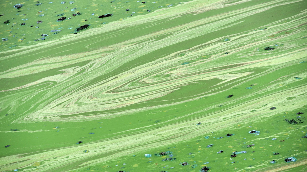 Grüne Schlieren durch Blaualgen