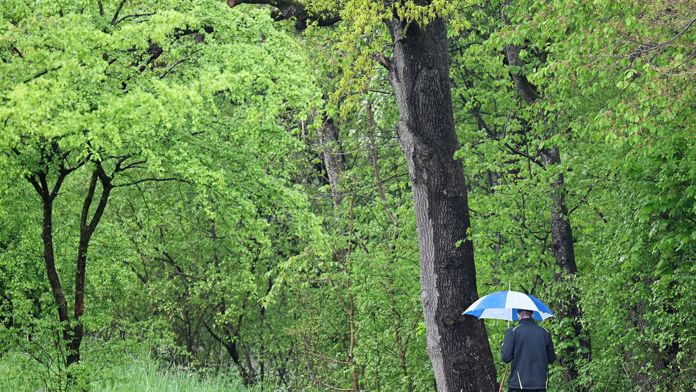 Sattes Grün erwartet die hessischen Wälder dieses Frühjahr. Die Jahre der Dürre sind zunächst vorbei (Symbolbild).