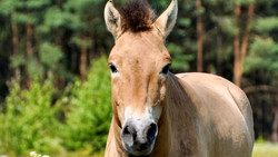 Wildpferdeführung Hanau