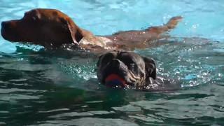 Hunde erobern das Freibad in Minden – Badespaß für Zwei- und Vierbeiner
