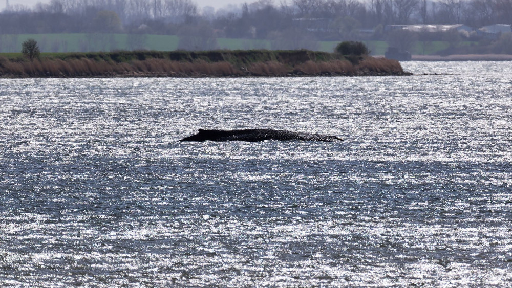 Buckelwal liegt weiter in Wismarbucht