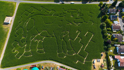 Riesiges Maislabyrinth in Kuh-Form: Neue Attraktion in Wächtersbach
