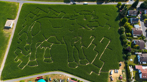 Riesiges Maislabyrinth in Kuh-Form: Neue Attraktion in Wächtersbach