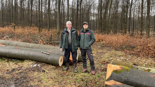 Buchenborkenkäfer befallen Bäume im Busecker Wald