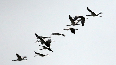 "Tiere fallen vom Himmel": Vogelgrippe im Vogelsbergkreis