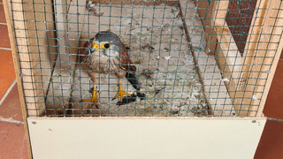 Hofgeismar: Turmfalke in Käfig gesperrt und zum Kauf angeboten