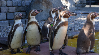 Im Luisenpark in Mannheim entsteht ein neues Zuhause für die Pinguine