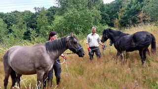 Tierische Landschaftshelfer bei Waldeck: Pferde pflegen Stromtrasse
