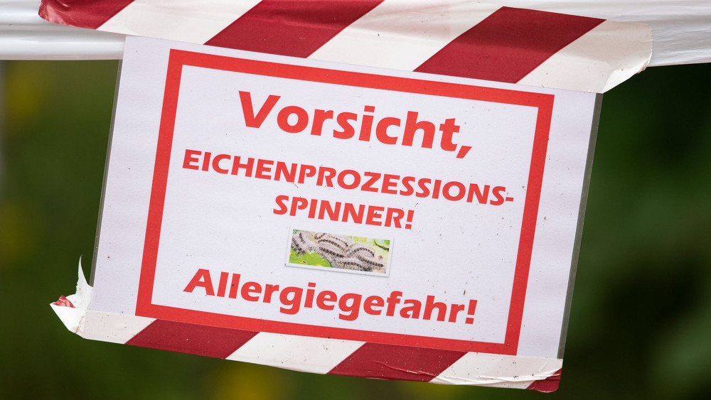 Eichenprozessionsspinner