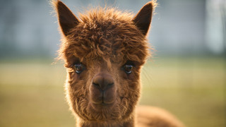 Alpaka-Wolle aus Hessen: Darum sind die Produkte so beliebt