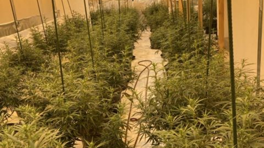 Die Entdeckung der Plantage ging auf einen Hinweis wegen eines ungewöhnlich hohen Stromverbrauchs zurück.