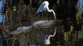 Angebliches Krokodil im Main: Polizei-Großeinsatz in Hanau