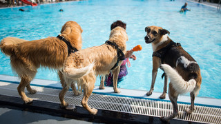 Hundeschwimmen in Hessens Freibädern: Hier wird gebadet