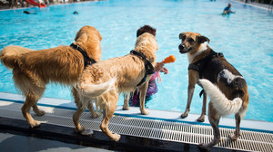 Hundeschwimmen in Hessens Freibädern: Hier wird gebadet