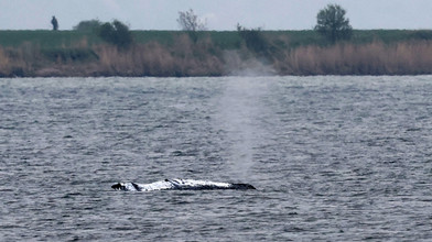 Gestrandeter Wal vor Poel schwimmt wieder