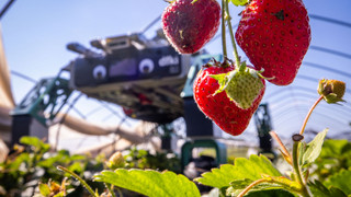 Erdbeerpflücken mit KI: Ernteroboter soll Betriebe entlasten