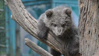 Wildpark Knüll Homberg (Efze): Bärenkind Linnea erkundet Vorgehege