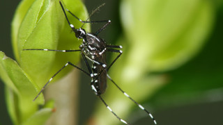 Die Asiatische Tigermücke breitet sich am Oberrhein weiter aus