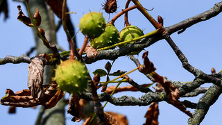 Gefahr von oben! Herbstzeit: Wenn Kastanien auf das Auto fallen