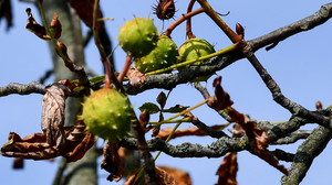 Gefahr von oben! Herbstzeit: Wenn Kastanien auf das Auto fallen