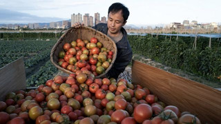 Verkäufe brechen ein: China bleibt auf riesigem Berg von Tomatenmark sitzen