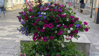 Blütentürme verschönern Wiesbaden und helfen den Bienen