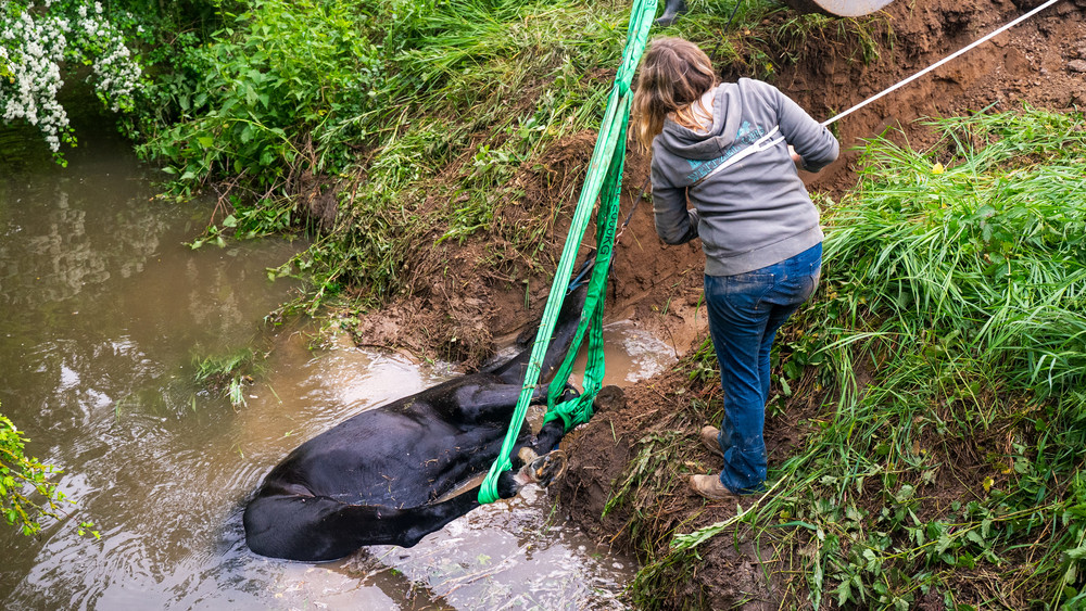 Mit Schlingen an den Beinen konnte das Pferd schließlich aus dem Wasser gezogen werden. 