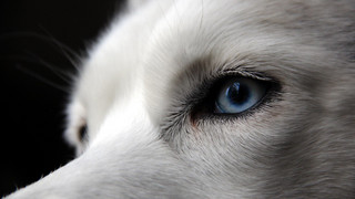 Mannheim: Husky rettet Frauchen vor Messerangriff