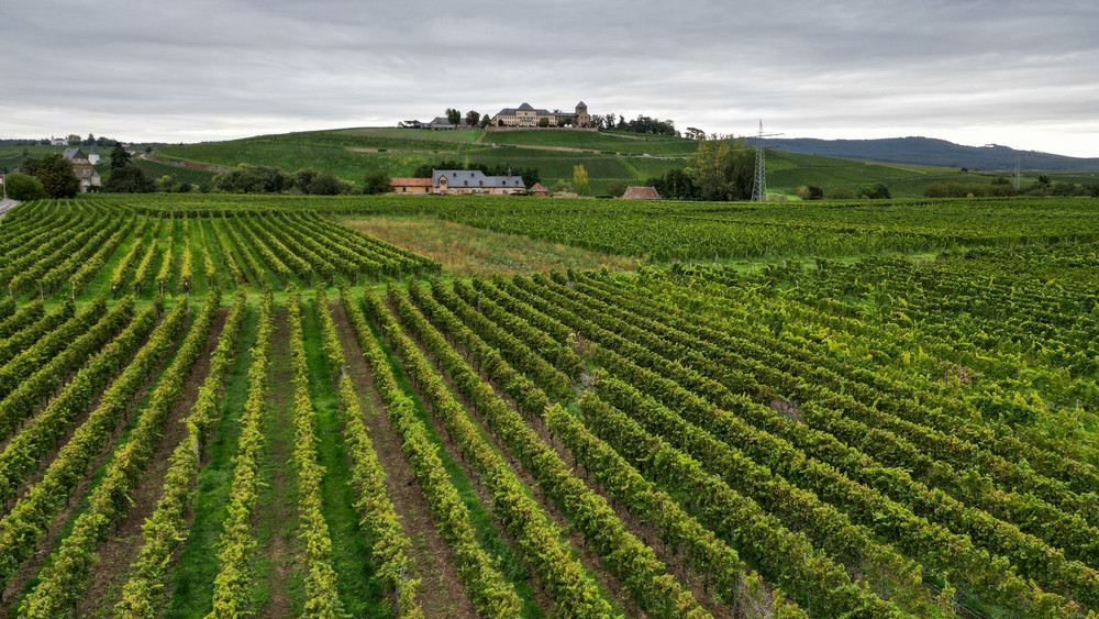 Weinberge im Rheingau