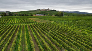 Hessens Weinbranche setzt im Grauburgunder-Boom auf Riesling