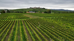 Hessens Weinbranche setzt im Grauburgunder-Boom auf Riesling