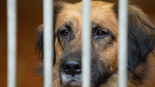 Hohenroda: 100 Tiere aus problematischer Haltung gerettet