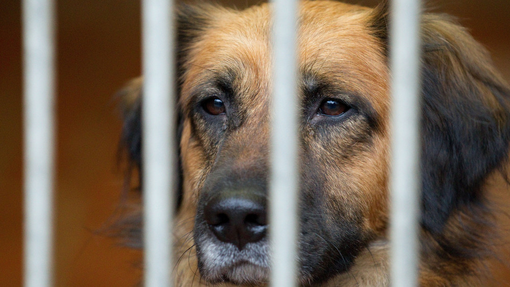 Das Verwaltungsgericht Gießen hat ein Tierwohl-Urteil bestätigt: Eine Frau darf keine Hunde mehr halten oder betreuen (Symbolbild).