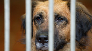Klage am VG Gießen abgewiesen: Haltungsverbot für Hundebesitzerin gilt