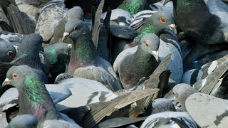 Doch kein Taubentöten in Limburg: Tierrettung nimmt Vögel auf
