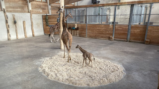 Opel-Zoo Kronberg: Erstes Netzgiraffenbaby seit 41 Jahren