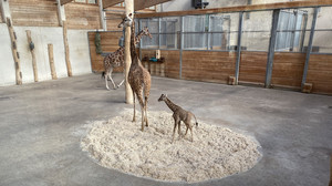 Opel-Zoo Kronberg: Erstes Netzgiraffenbaby seit 41 Jahren