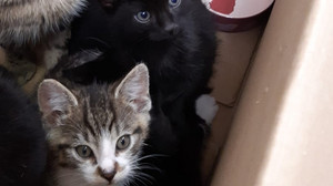 Mutter und Sohn retten sieben ausgesetzte Katzen in Mannheim