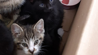 Mutter und Sohn retten sieben ausgesetzte Katzen in Mannheim