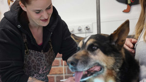 Kreuz & Quer am 16. April: Haustiere