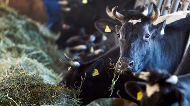 Milchpreis im Keller: So leiden Hessens Landwirte darunter