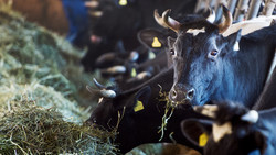 Milchpreis im Keller: So leiden Hessens Landwirte darunter