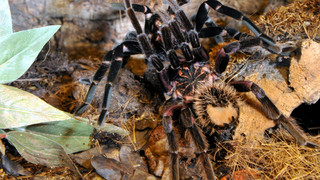 Giftschlangen und Spinnen entwischt - Wohnhaus für Suche geräumt