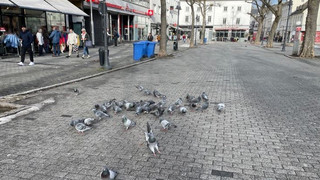 Limburg und seine Tauben: Jetzt wird jemand zum Einfangen gesucht