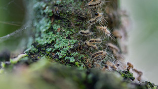Schüler-Idee aus Oberzent: Vögel gegen Eichenprozessionsspinner