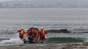 Gestrandeter Wal in der Ostsee: Rettungsversuch mit Boot