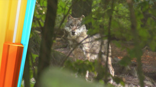 Wolf in Hamburg: Helferin wird ins Gesicht gebissen